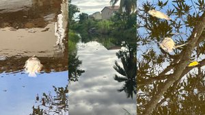 Caso registrado na Barra de São Miguel foi comunicado ao IMA e à Secretaria Municipal de Meio Ambiente - Foto: Reprodução