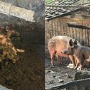Durante a operação, foram apreendidos animais mantidos em condições inadequadas de higiene e salubridade. - Foto: Vigilância Sanitária de Maceió