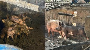 Durante a operação, foram apreendidos animais mantidos em condições inadequadas de higiene e salubridade. - Foto: Vigilância Sanitária de Maceió