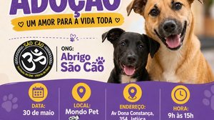Imagem Abrigo São Cão vai realizar evento de adoção de cães neste sábado (30)