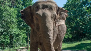 @bronxzooInstagram