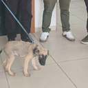 O cachorro foi resgatado e levado para atendimento veterinário. - Foto: Reprodução