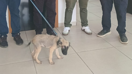 O cachorro foi resgatado e levado para atendimento veterinário. - Foto: Reprodução