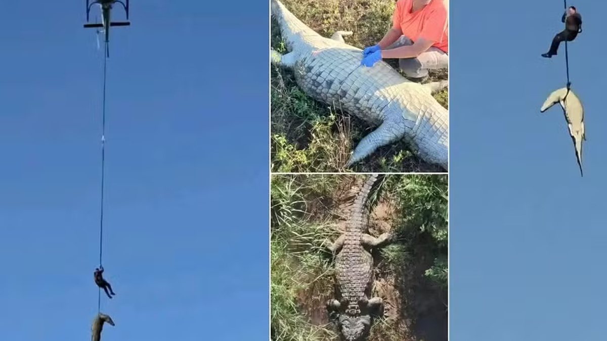 Exames apontam que restos mortais no estômago de crocodilo são de empresário português