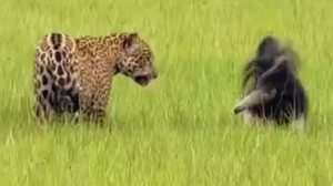 Encontro raro entre uma onça-pintada e um tamanduá-bandeira chamou a atenção na Fazenda Caiman - Suian Oliveira