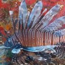 O peixe-leão não tem predadores naturais e avança pelo Nordeste brasileiro - Ministério do Meio Ambiente