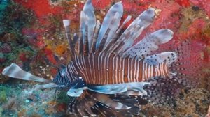 O peixe-leão não tem predadores naturais e avança pelo Nordeste brasileiro - Ministério do Meio Ambiente