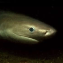 Reprodução/Seattle Aquarium