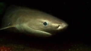 Reprodução/Seattle Aquarium
