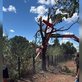 Helicóptero caiu próximo a fazenda de Henrique e Juliano no TocantinsReprodução / Redes sociais