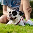Imagem Proteja seus pets para evitar picadas de carrapatos, pulgas e mosquitos