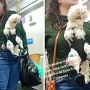 Imagem Mulher é flagrada levando galinha de bota, fralda e chupeta no metrô