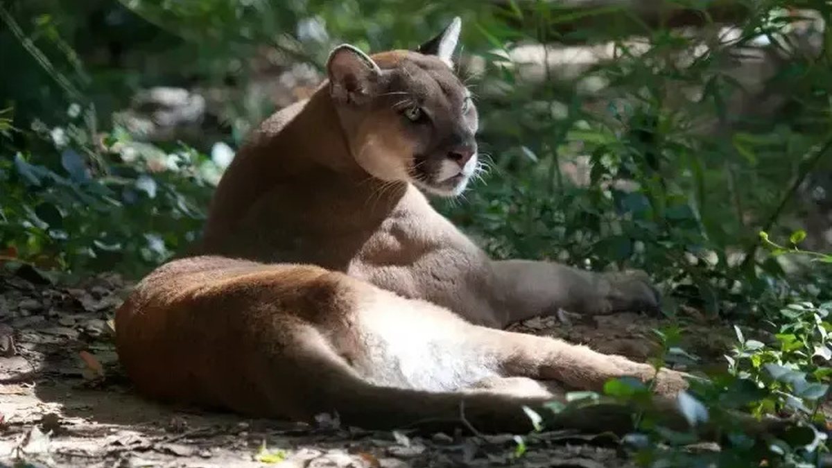 Criança é atacada por onça durante trilha na Chapada dos Veadeiros