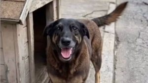 MP-SC conclui que cão Orelha não morreu por agressão de adolescentes - Reprodução / Redes sociais