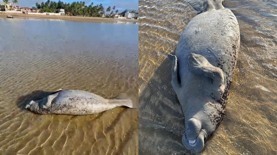 Vídeos: peixe\u002Dboi é encontrado encalhado e morto em praia de Maragogi
