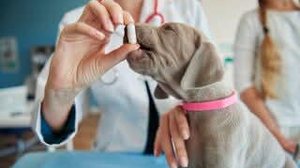 Imagem Com setor pet projetando faturamento de R$ 80 bilhões, nova farmácia de manipulação "A Fórmula PET" chega em Maceió
