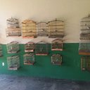 Polícia Militar resgata 36 aves silvestres em cativeiros ilegais - Divulgação / PMAL