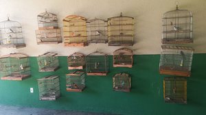 Polícia Militar resgata 36 aves silvestres em cativeiros ilegais - Divulgação / PMAL