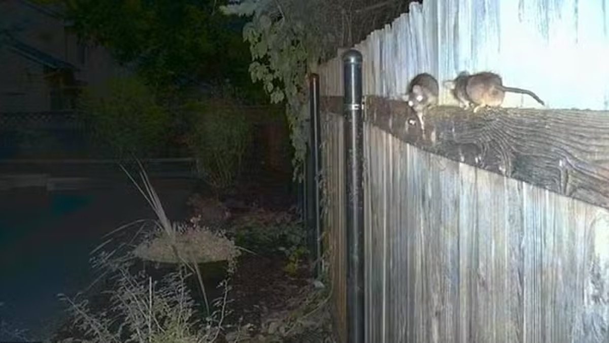 Infestação de ratos em cidades de estado americano força moradores a tentar capturá\u002Dlos com seus próprios recursos