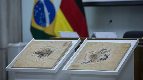 Exportação de fósseis prejudica ciência brasileira - Foto: Agência Brasil