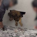 Vizinhos ouvem choro e encontram cadela desaparecida há mais de uma semana dentro de parede concretada em obra, no PR - Katia Cristina Pugsley
