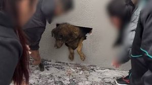 Vizinhos ouvem choro e encontram cadela desaparecida há mais de uma semana dentro de parede concretada em obra, no PR - Katia Cristina Pugsley