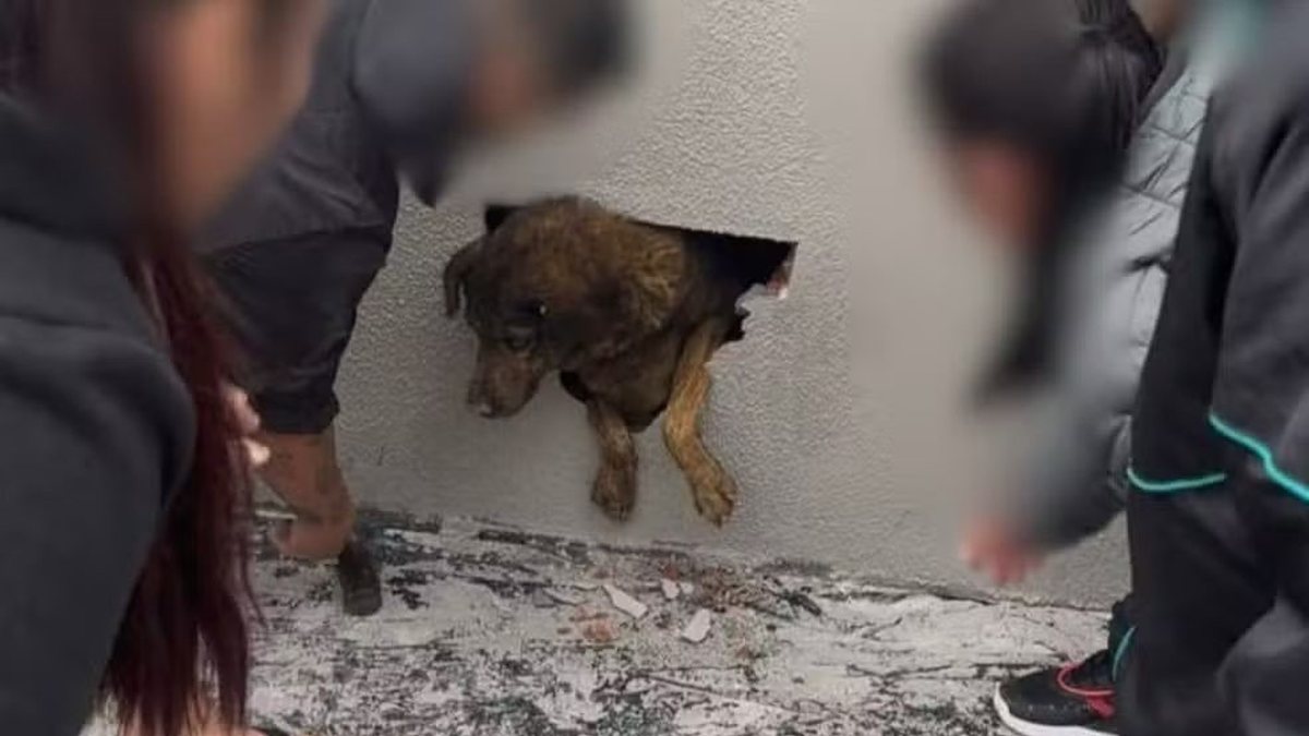 Vizinhos ouvem choro e encontram cadela desaparecida há mais de uma semana dentro de parede concretada em obra