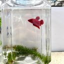 Laboratório Integrado em Aquicultura (LIA)