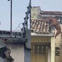 Presença do animal no alto da estrutura assustou moradores e pessoas que circulavam pela rua. - Foto: Reprodução