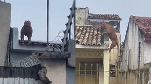 Presença do animal no alto da estrutura assustou moradores e pessoas que circulavam pela rua. - Foto: Reprodução