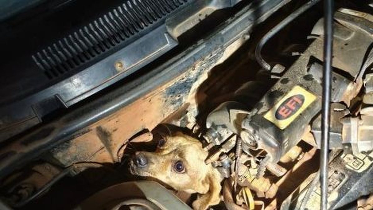 Cachorro caramelo é resgatado após ficar preso em motor de carro