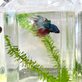 Cuidados com o peixe Betta para garantir o bem\u002Destar