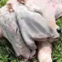 Bezerro com duas cabeças nasce em fazenda no interior do Maranhão - Willamy Costa Santos / Reprodução Uol