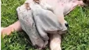 Bezerro com duas cabeças nasce em fazenda no interior do Maranhão - Willamy Costa Santos / Reprodução Uol