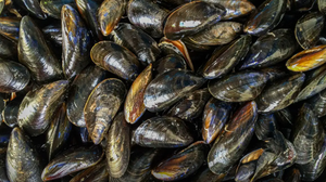 Mariscos não conseguem distinguir poluente de microalgas - Foto: Joycemay/Pixabay