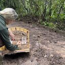 Passeriformes e bicho-preguiça retornam ao seu habitat após reabilitação - Foto: Agência Alagoas