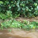 Corpo de pescador que estava desaparecido é encontrado na lagoa Mundaú - Divulgação / CBMAL