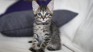 Freepik