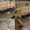 Local onde ficam os crocodilos no zoológico Johnsons of Old Hurst - Reprodução / Instagram
