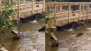 Local onde ficam os crocodilos no zoológico Johnsons of Old Hurst - Reprodução / Instagram