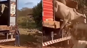 Gado apreendido é liberado por produtores locais, no Pará - Reprodução / Redes sociais