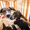 Cães e gatos possuem audição muito mais sensível que a dos seres humanos - Secom Maceió