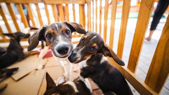 Cães e gatos possuem audição muito mais sensível que a dos seres humanos - Secom Maceió