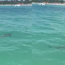 Imagem É tubarão ou não é? Animal é filmado ao assustar banhistas no mar de Maragogi; biólogo comenta