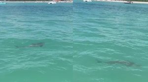 Imagem É tubarão ou não é? Animal é filmado ao assustar banhistas no mar de Maragogi; biólogo comenta