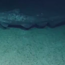 Ocean Exploration Trust/Nautilus Live