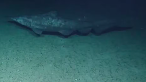Ocean Exploration Trust/Nautilus Live