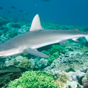 Andrew J. Green/Reef Life Survey/Wikimedia Commons