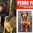 Cachorro 'frentista' famoso na internet desaparece durante viagem à Patagônia - foto Reprodução Instagram - Reprodução / Instagram