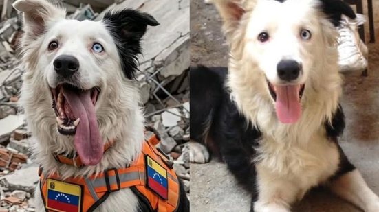 Tsunami, o cão que salvou vidas na Venezuela, recebe homenagens e vai se aposentar